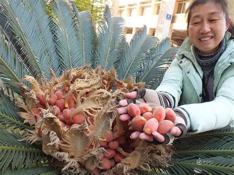 鐵樹開花結果|【鐵樹開花結果】千年鐵樹破天荒開花結果！果實藏驚人秘密 – 董。